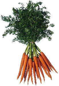 carrots form the base ingredient for many juice recipes